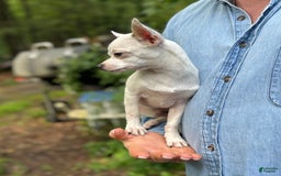 Chihuahua dogs for sale: Lancelot - Image 15