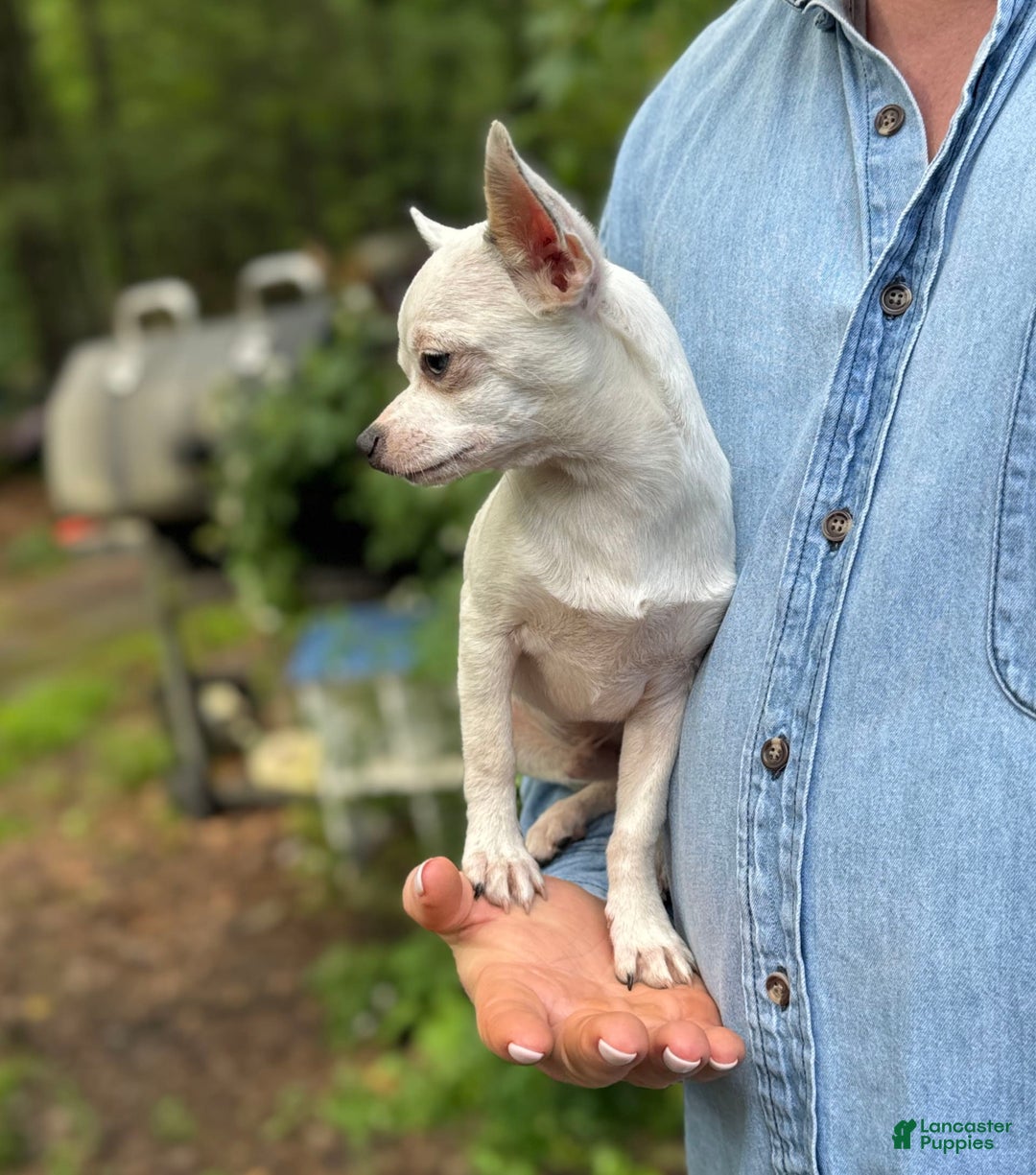 Chihuahua dogs for sale: Lancelot - Image 15
