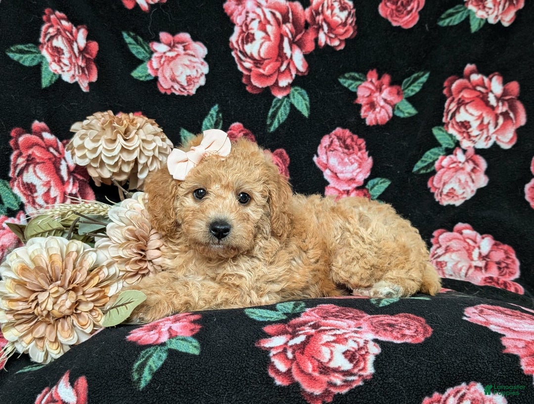 Cockapoo dogs for sale: Celeste Hypoallergenic - Image 6