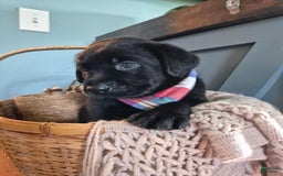 Labrador Retriever dogs for sale: Stanley Hudson - Image 1