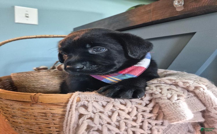 Labrador Retriever dogs for sale - Ad 1