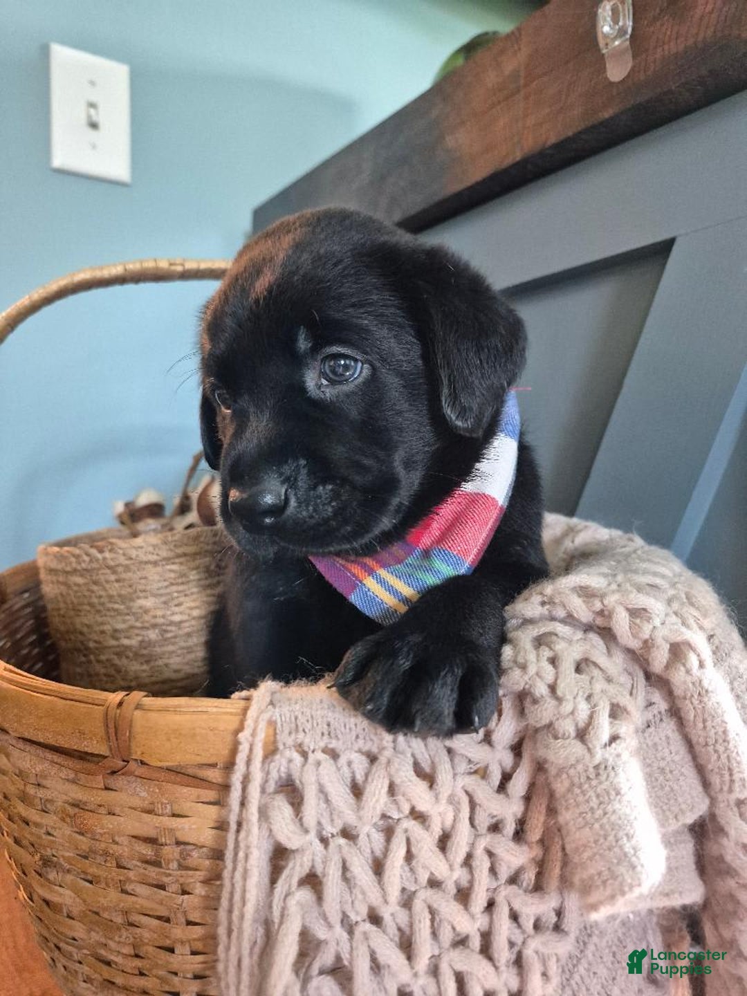 Labrador Retriever dogs for sale: Stanley Hudson - Image 1