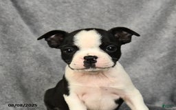 Boston Terrier dogs for sale: Levi - Image 3