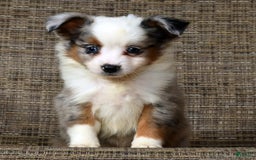  dogs for sale: Frisky - Image 2