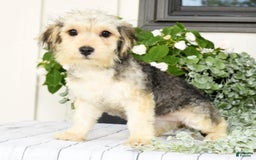 Yochon dogs for sale: Rosie - Image 7