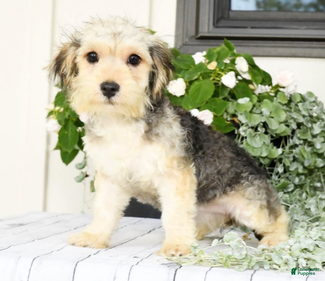 Yochon dogs for sale: Rosie - Image 7