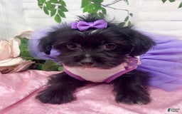 Shorkie dogs for sale: Little Prada - Image 5