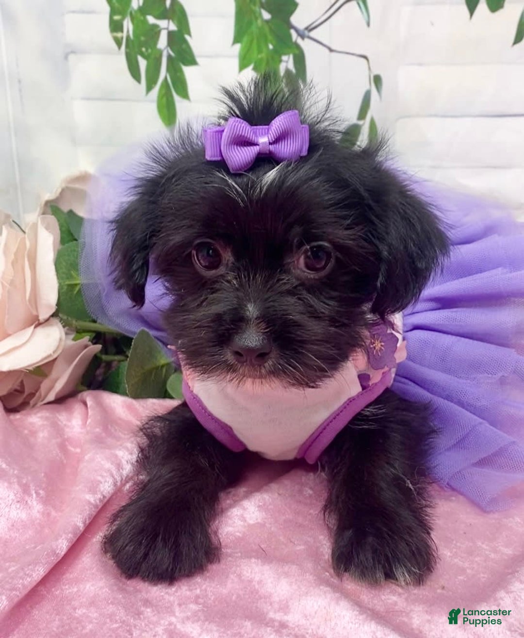 Shorkie dogs for sale: Little Prada - Image 5