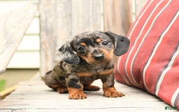 Miniature Dachshund dogs for sale: Darlene - Image 3