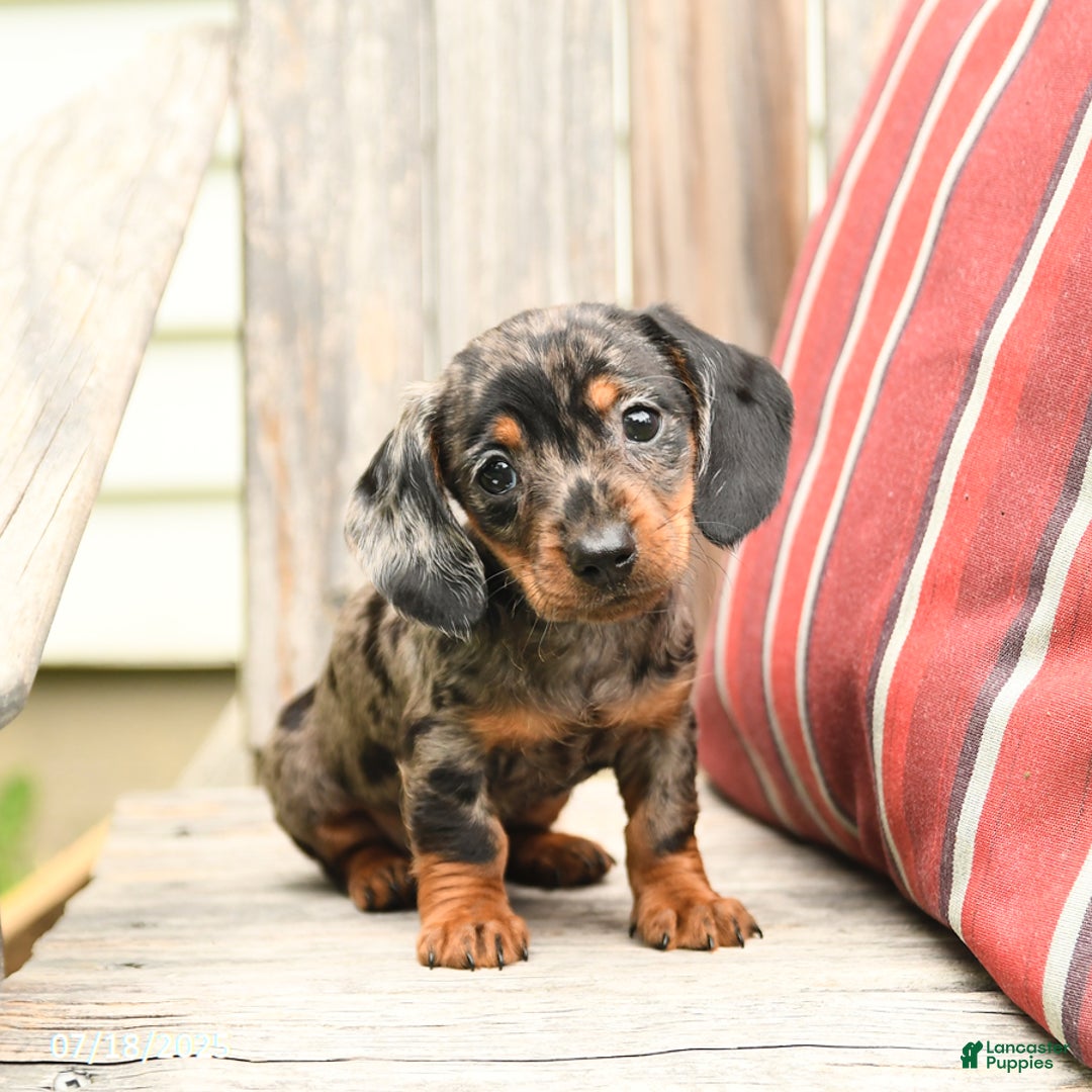 Miniature Dachshund dogs for sale: Darlene - Image 3