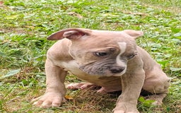 American Bully dogs for sale: Tony - Image 5