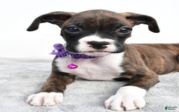 Boxer dogs for sale: Remi - Image 6