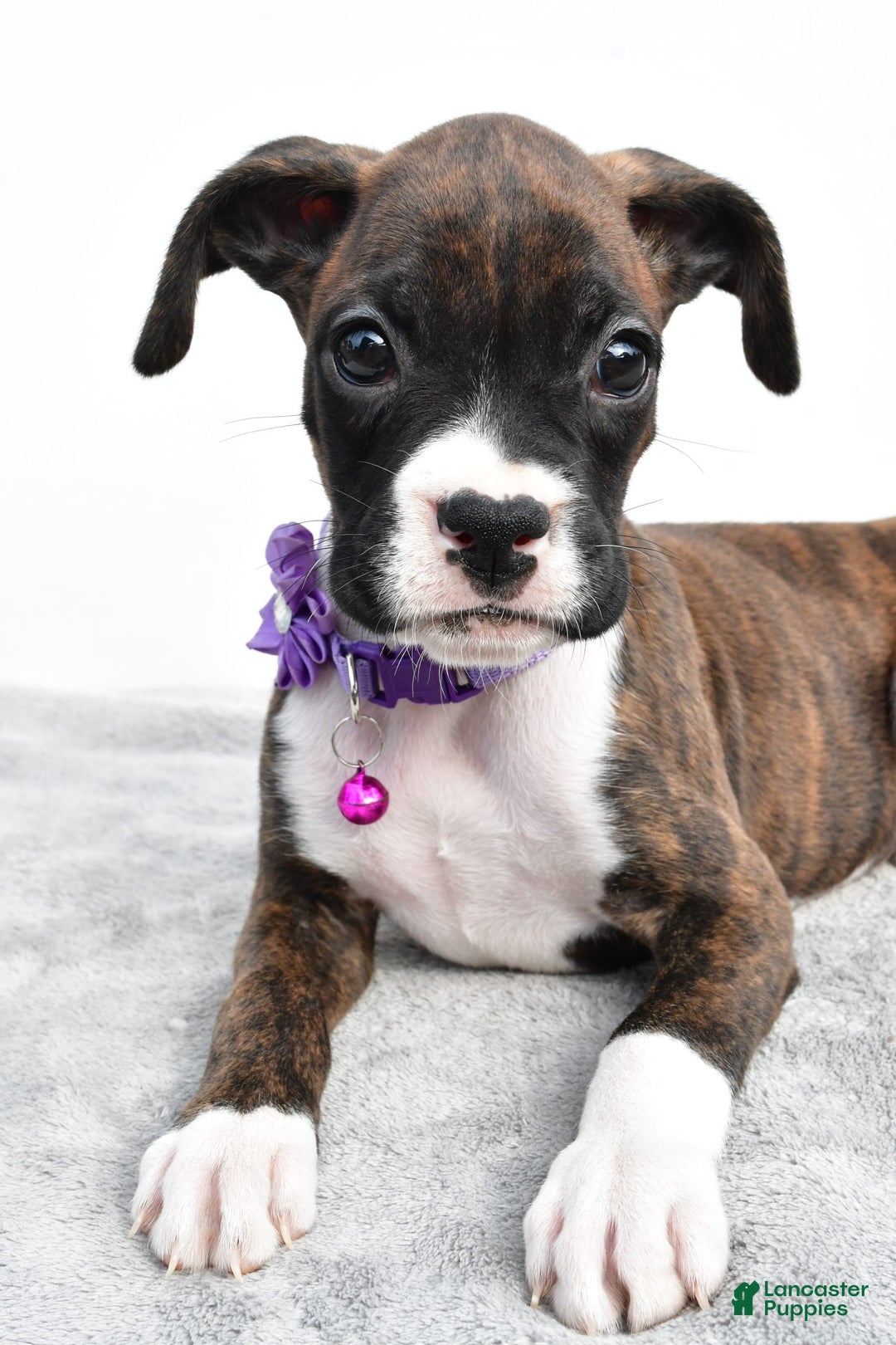 Boxer dogs for sale: Remi - Image 6