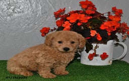 Cavapoo dogs for sale: Cavapoo 5 puppies - Image 13