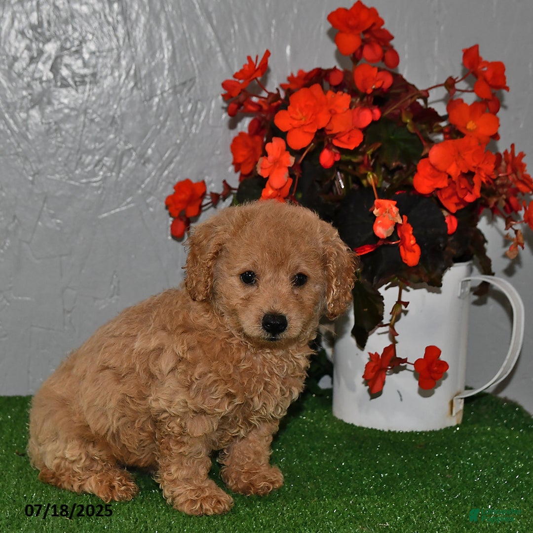Cavapoo dogs for sale: Cavapoo 5 puppies - Image 13