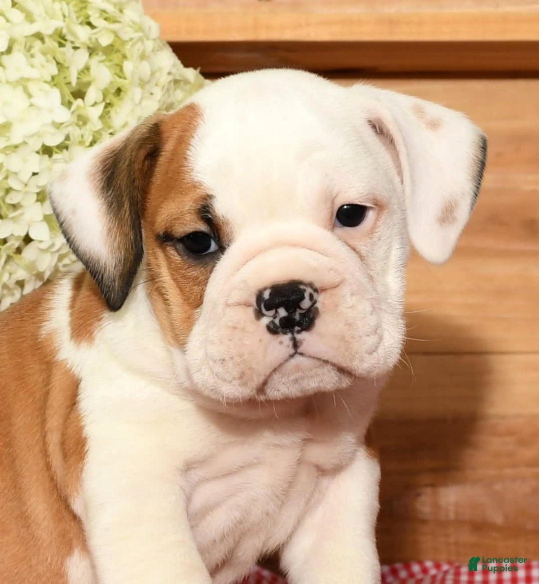 Beabull dogs for sale: Carson - Image 5