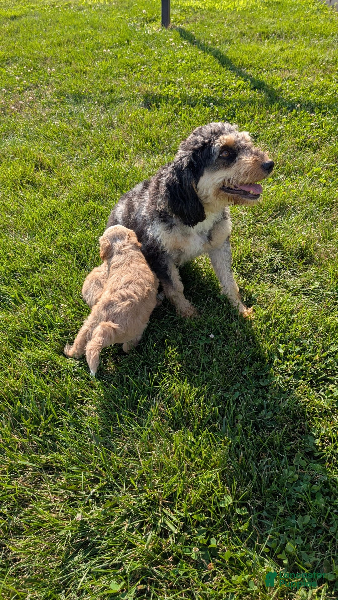 Mini Aussiedoodle dogs for sale: Rover - Image 12