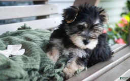 Morkie dogs for sale: Skipper - Image 14
