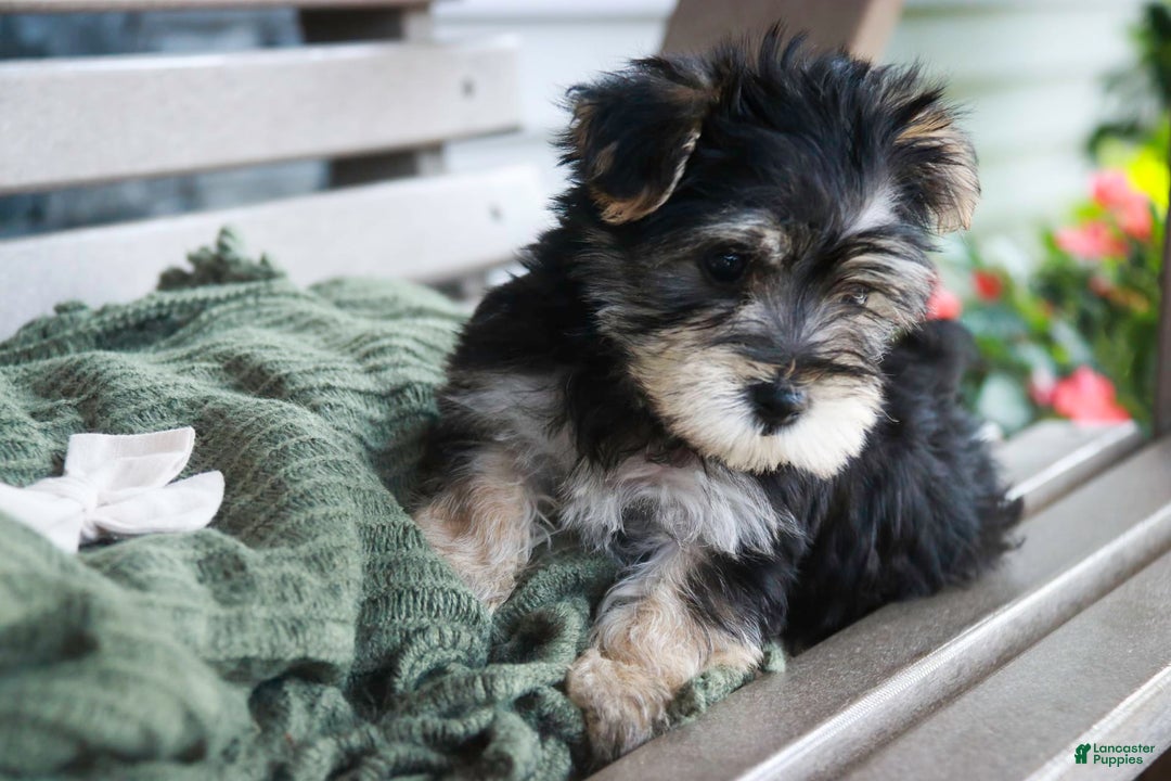 Morkie dogs for sale: Skipper - Image 14