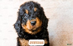 Bernedoodle dogs for sale: Stetson - Image 4