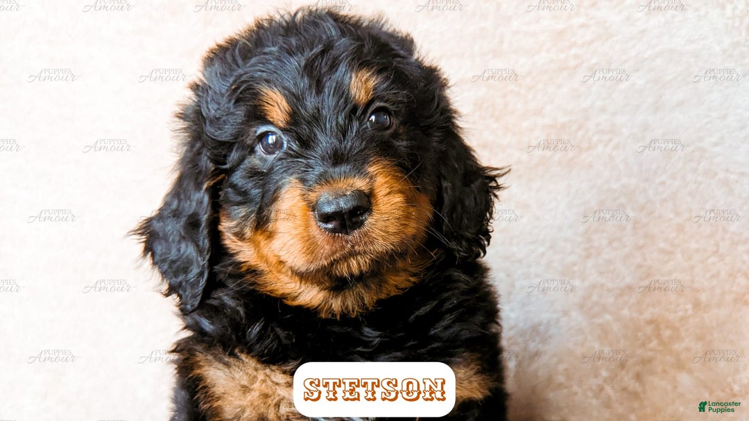 Bernedoodle dogs for sale: Stetson - Image 4
