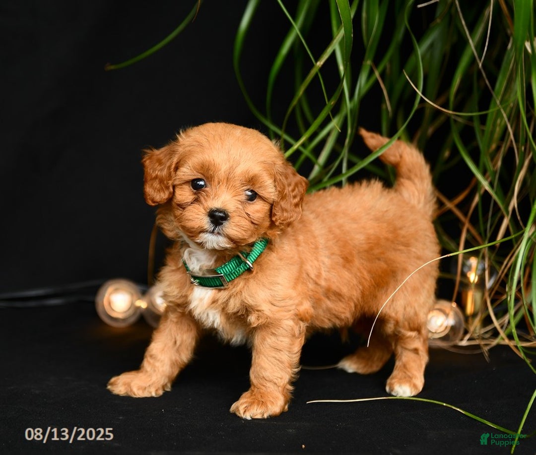 Teddy Bear dogs for sale: Rawlings - Image 4