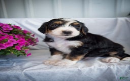 Bernedoodle dogs for sale: Spiderman - Image 9