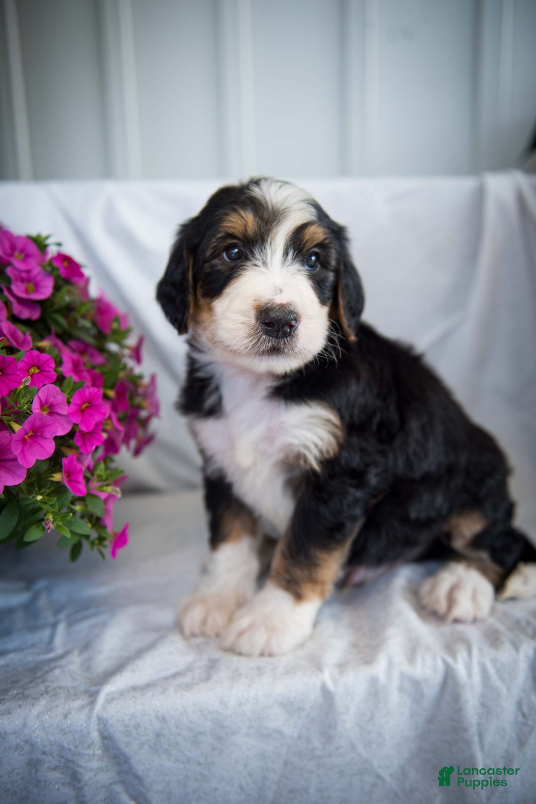 Bernedoodle dogs for sale: Spiderman - Image 9