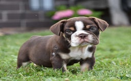Beabull dogs for sale: Winston - Image 9
