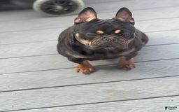 French Bulldog dogs for sale: Monica - Image 5