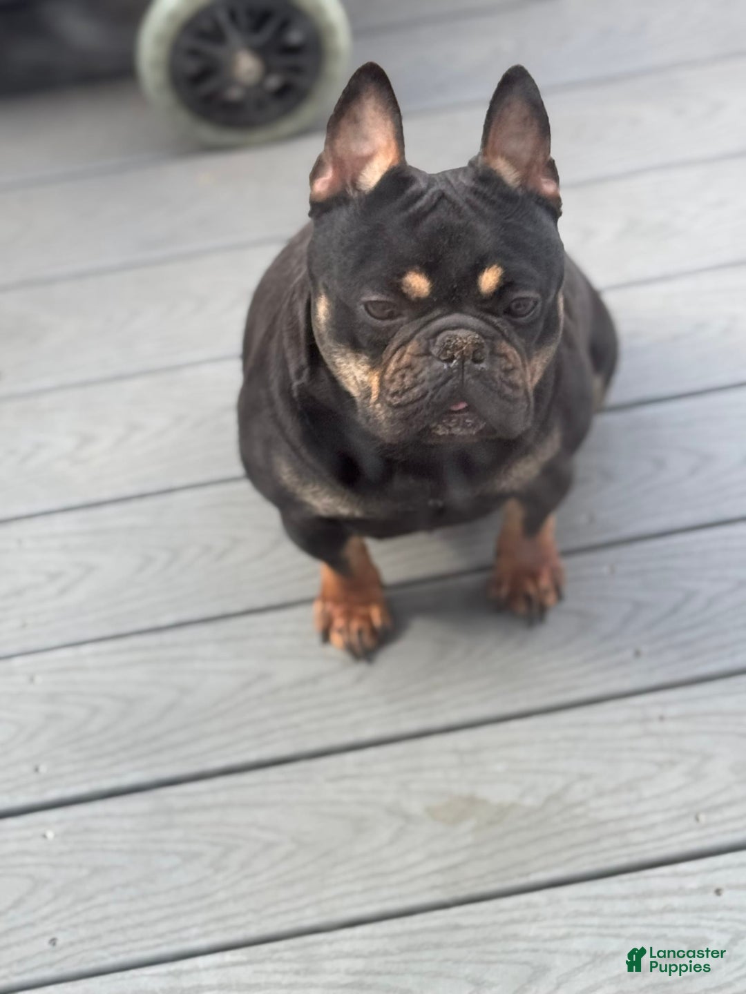 French Bulldog dogs for sale: Monica - Image 5
