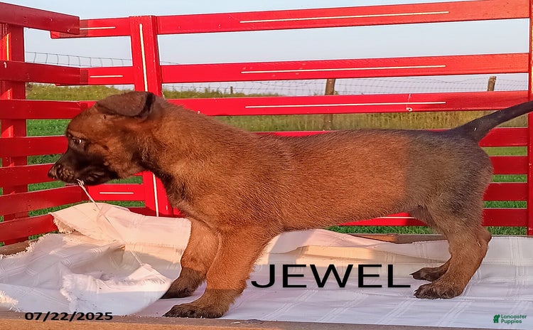 Belgian Malinois dogs for sale - Ad 1