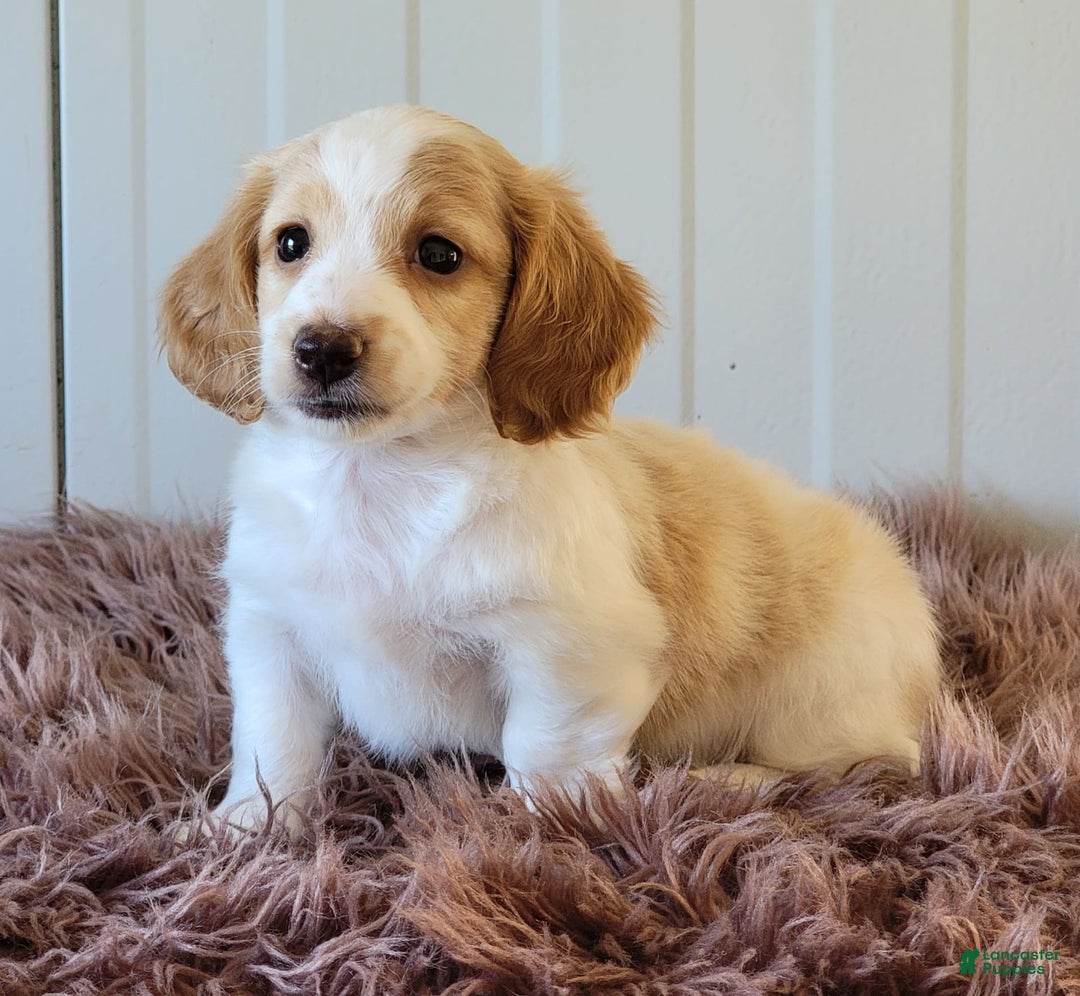 Miniature Dachshund dogs for sale: Rollie - Image 7