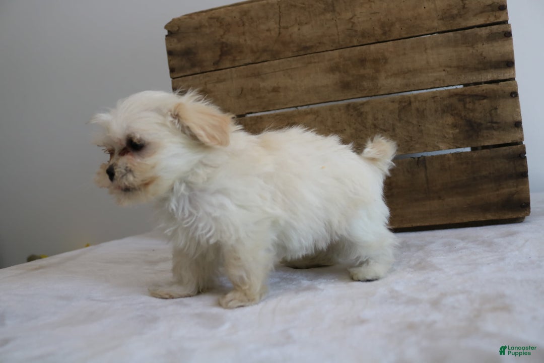 Teddy Bear dogs for sale: Kammy - Image 5