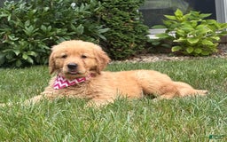 Golden Retriever dogs for sale: Skye - Image 4