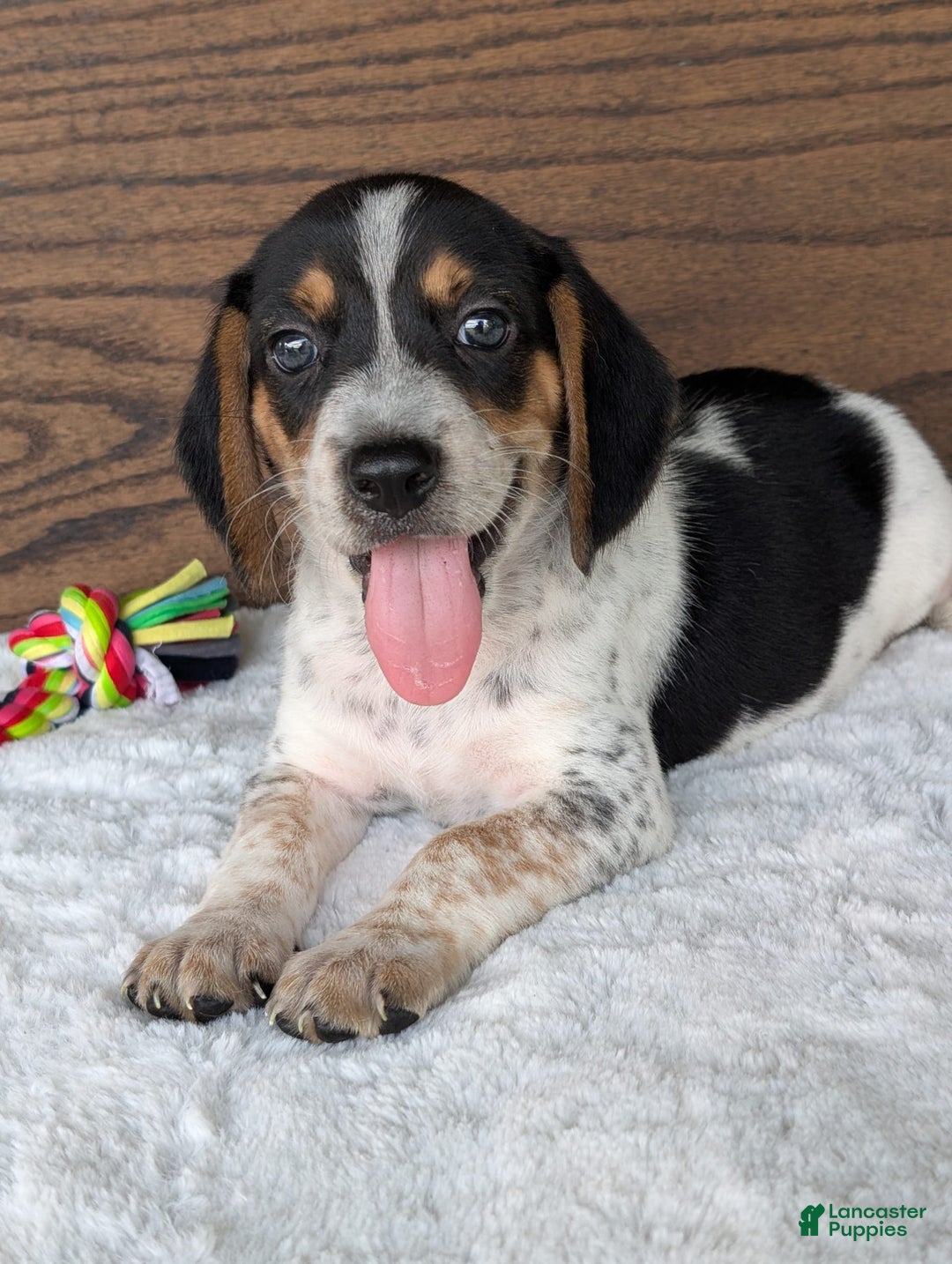Beagle dogs for sale: Riley - Image 16