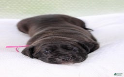 Presa Canario dogs for sale: White Boots - Image 2