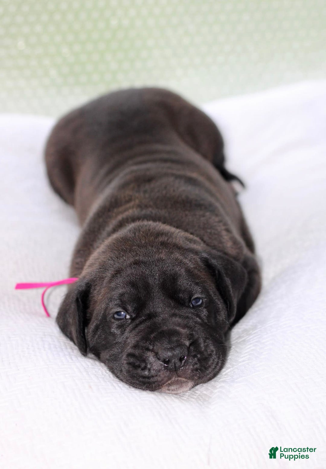 Presa Canario dogs for sale: White Boots - Image 2