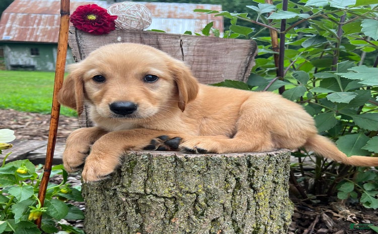 Golden Retriever dogs for sale - Ad 5