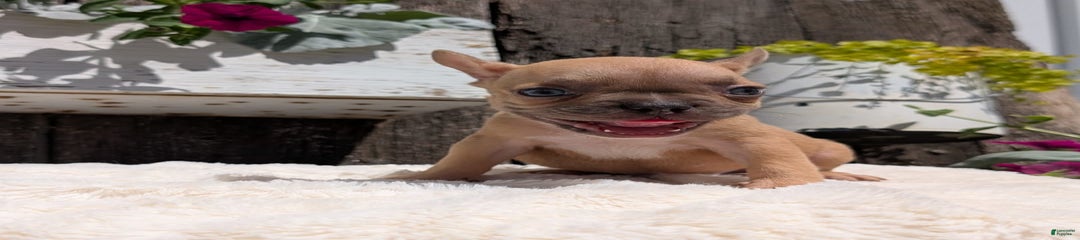 Tara