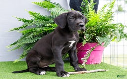 Great Dane dogs for sale: Krista - Image 21