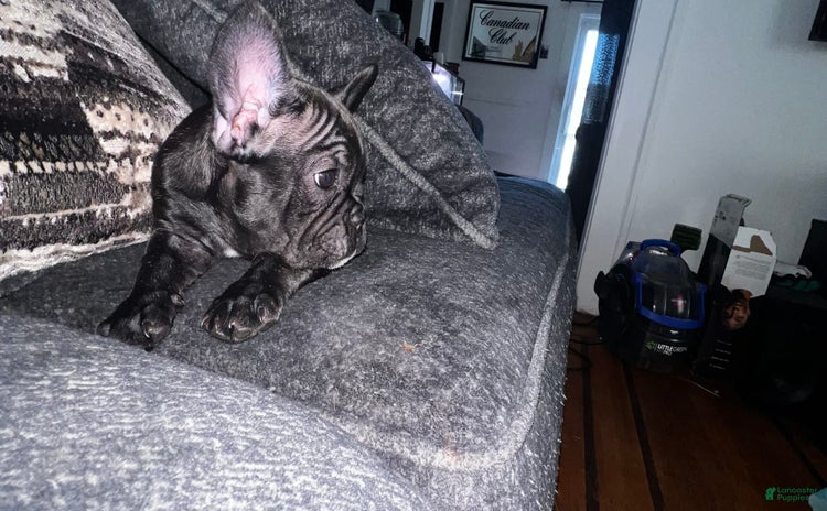 French Bulldog dogs for sale - Ad 1