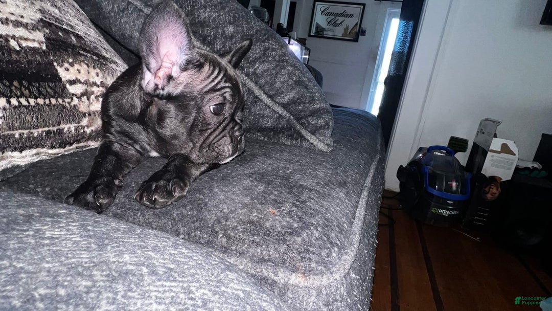 French Bulldog dogs for sale: Princess - Image 1