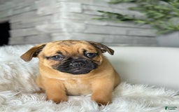 Beabull dogs for sale: Beabull 5 puppies - Image 4