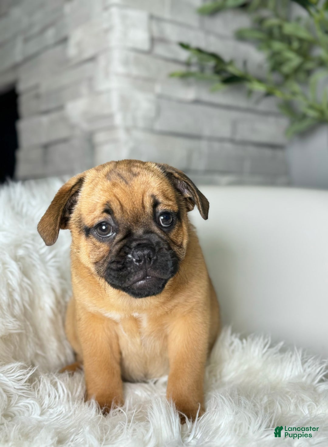 Beabull dogs for sale: Beabull 5 puppies - Image 4