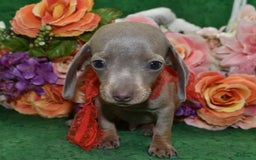 Miniature Dachshund dogs for sale: AKCTobyIsabelleTanminiaturedachshundpuppy - Image 1
