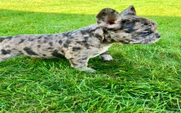 French Bulldog dogs for sale: Maverick - Image 1