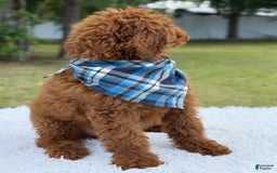 Goldendoodle dogs for sale: Coby - Image 4
