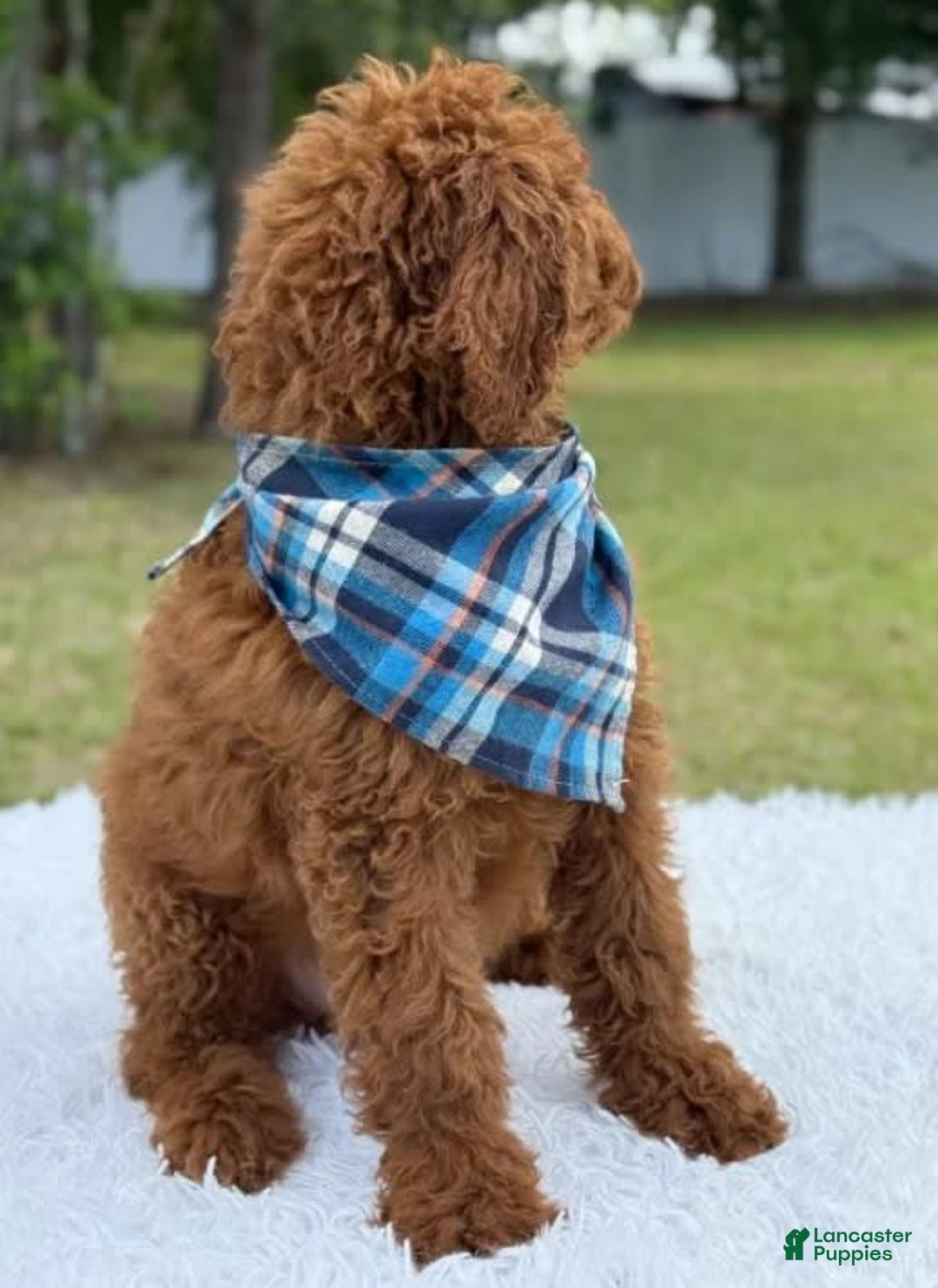 Goldendoodle dogs for sale: Coby - Image 4
