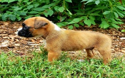 Boxer dogs for sale: Zakar - Image 2